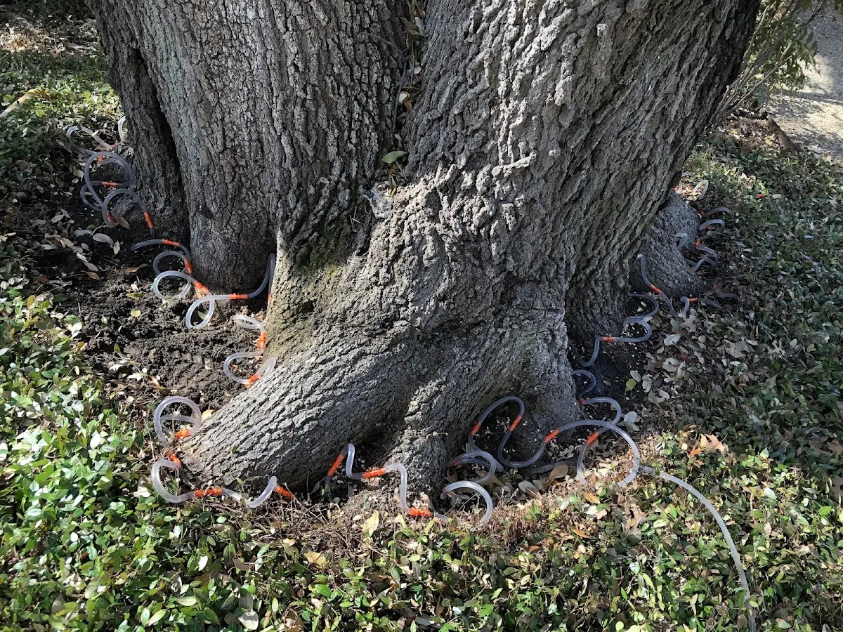 Detailed Tree Cabling and Bracing job site in Gordonville
