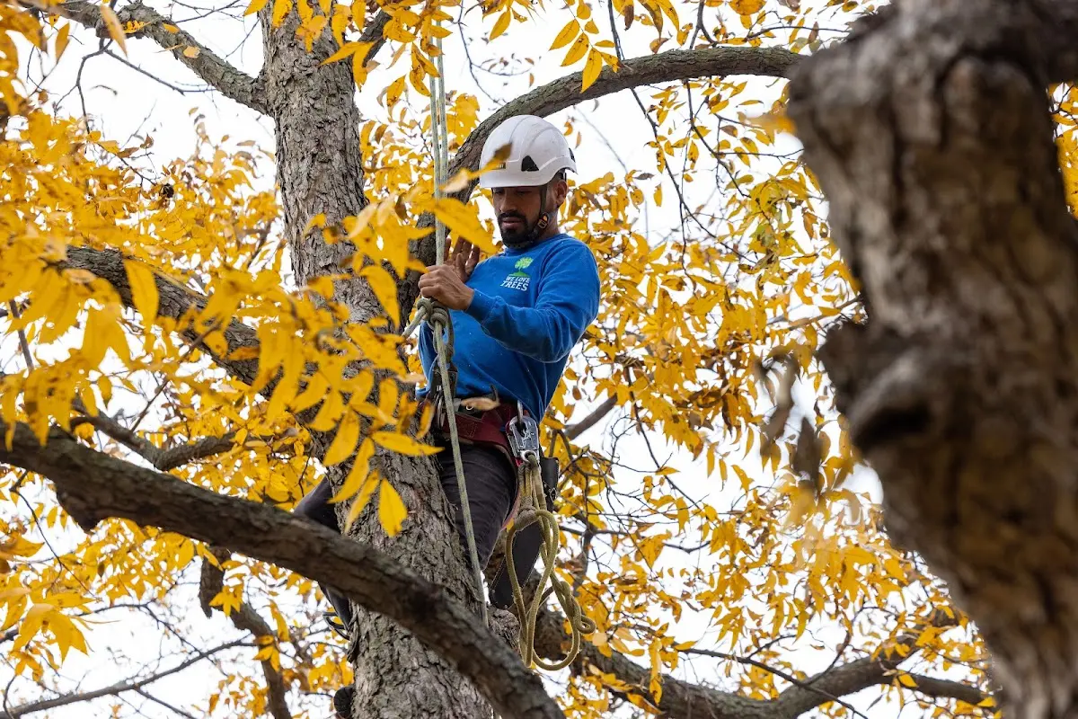 Skilled Tree Planting crew working in Gordonville